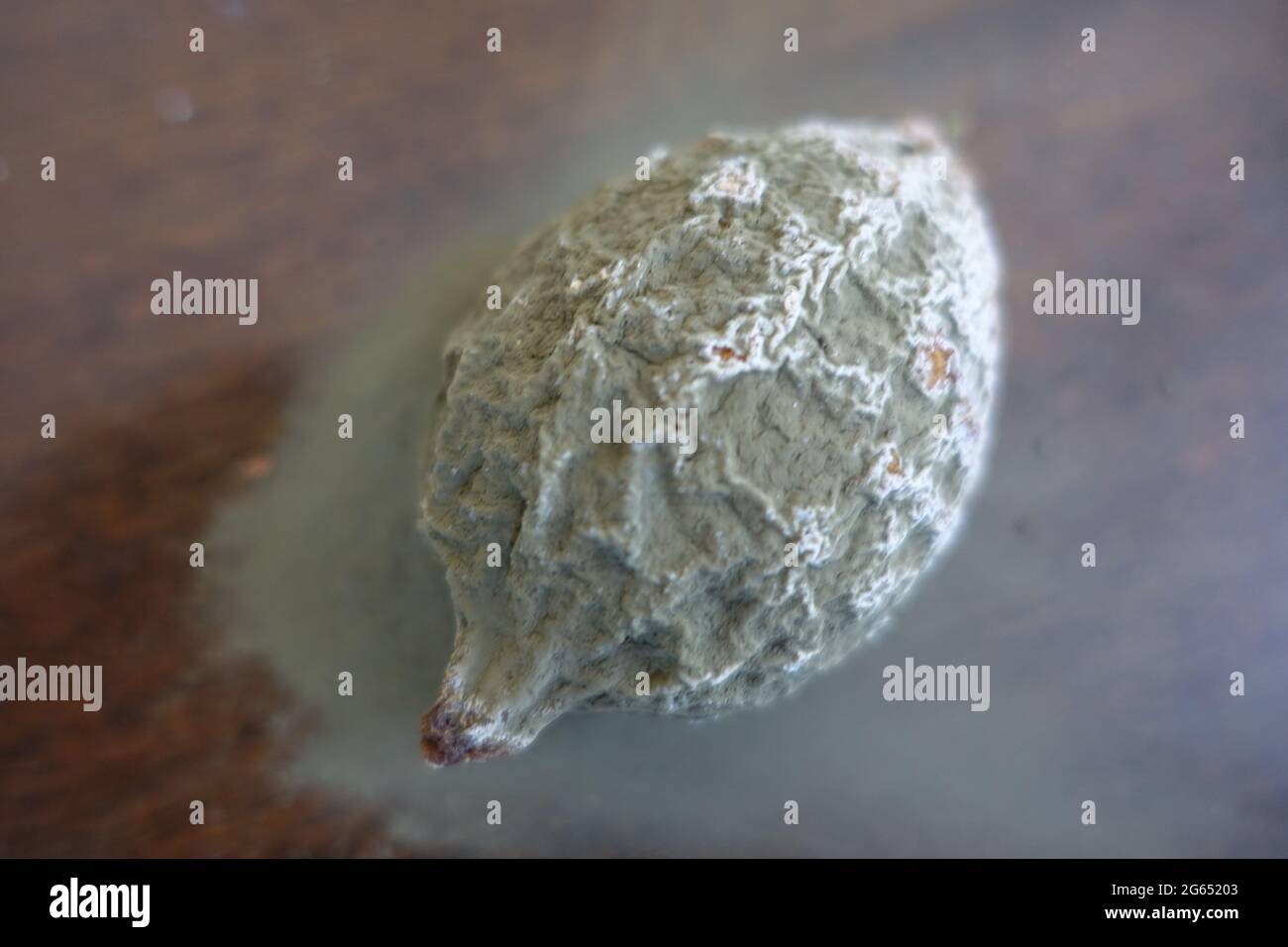 citron moisi Banque D'Images