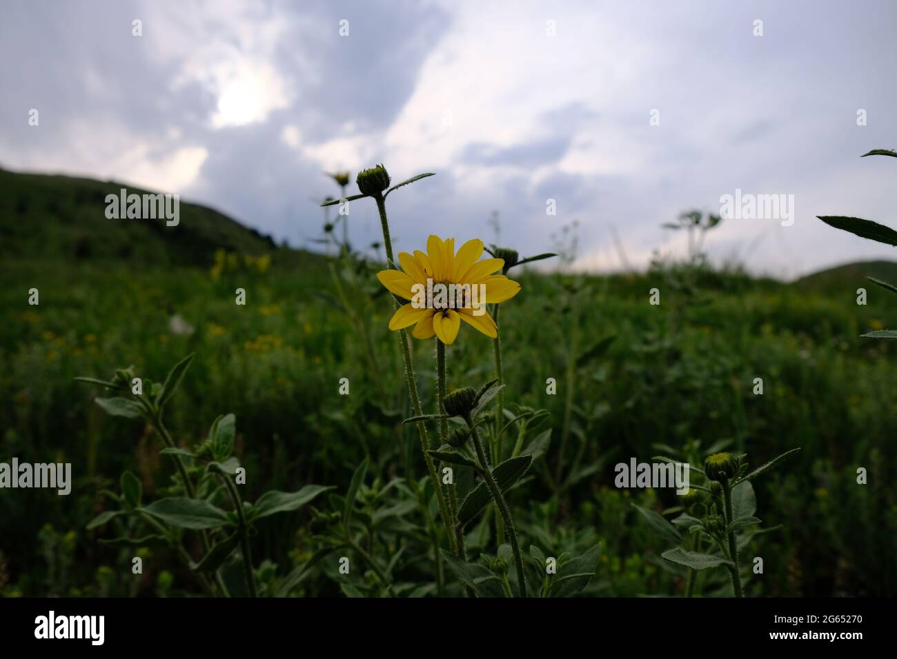 Tournesol de Jérusalem au parc Matthews Winters dans le Colorado doré Banque D'Images