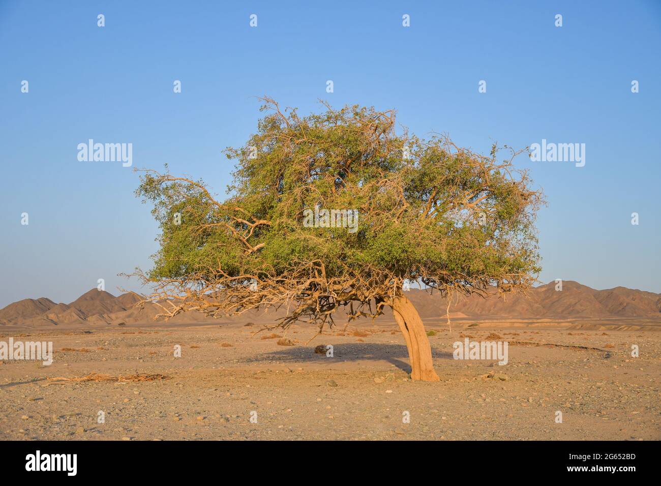 Vieux acacia dans le désert, Egypte, Afrique Banque D'Images