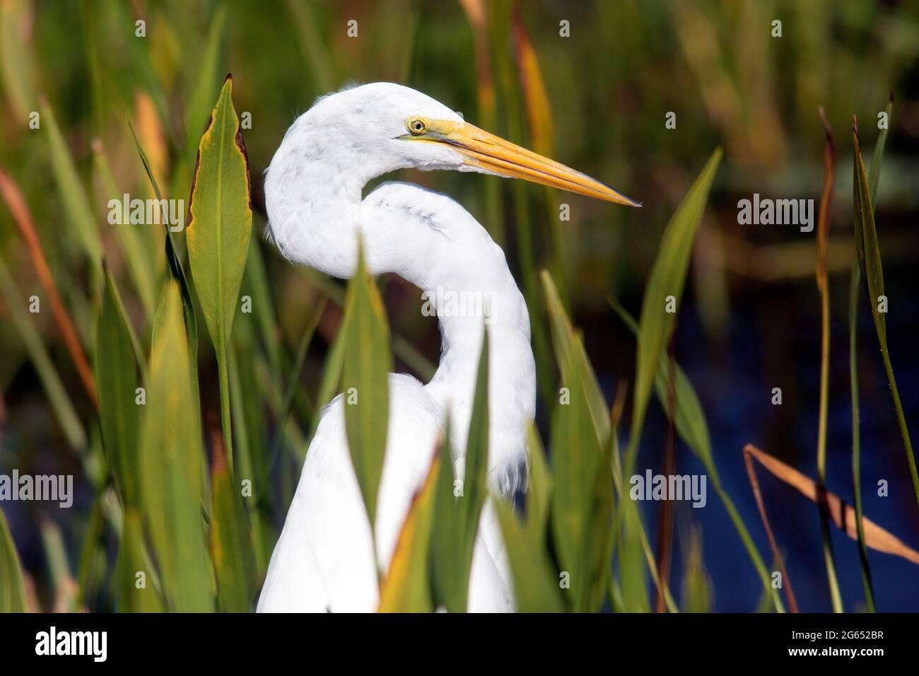 Gros plan de Great Egret (Ardea alba) - Green Cay Wetlands, Boynton Beach, Floride, États-Unis Banque D'Images