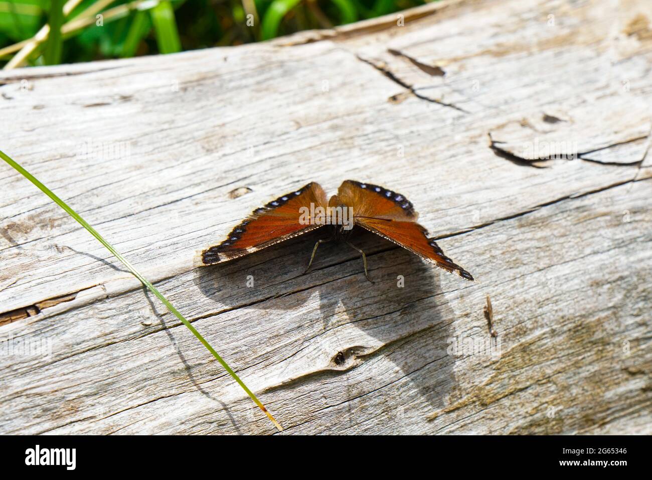 Un papillon orange repose sur un morceau de bois mort avant de reprendre le vol Banque D'Images