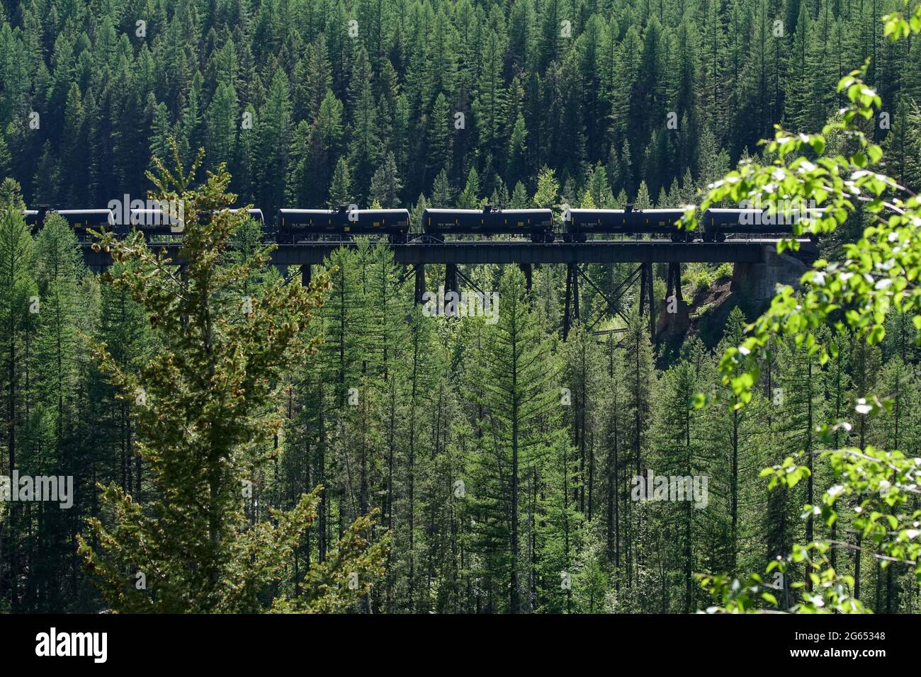Les voitures de train sont repérées sur un pont élevé alors qu'elles se ruent dans une zone fortement boisée Banque D'Images