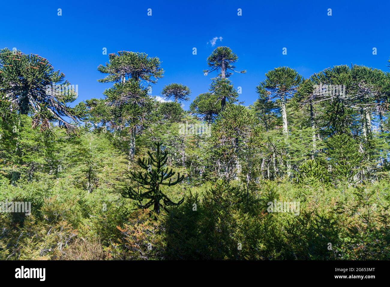 Forêt d'Araucaria dans le parc national Herquehue, Chili. L'arbre est appelé Araucaria araucana (communément: arbre de puzzle de singe, arbre de queue de singe, PIN chilien Banque D'Images