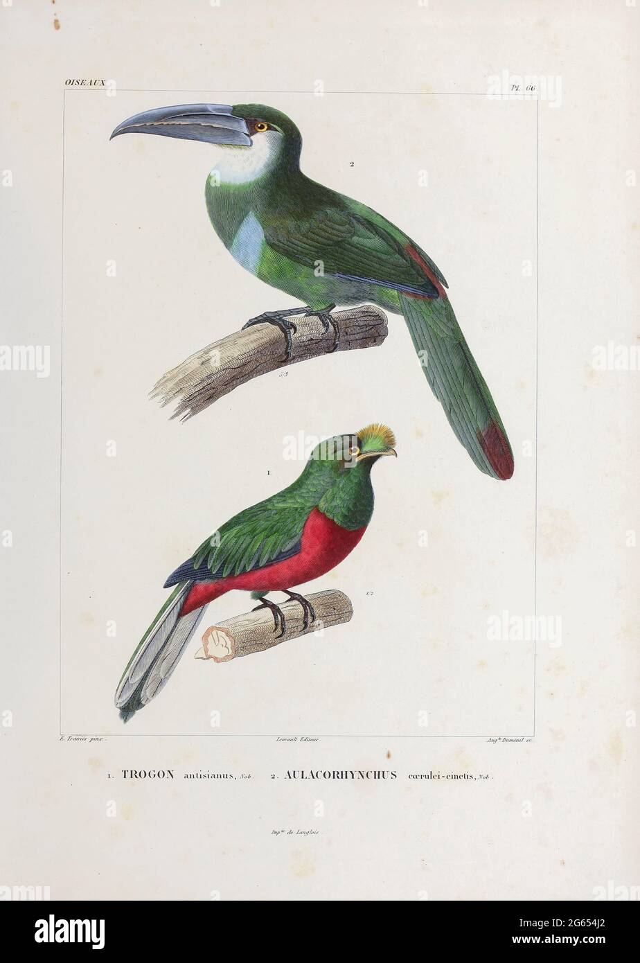 Toucan et toucanet, illustration du XIXe siècle Banque D'Images