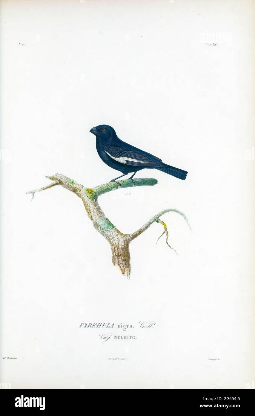 Bullfinch cubain, illustration Banque D'Images