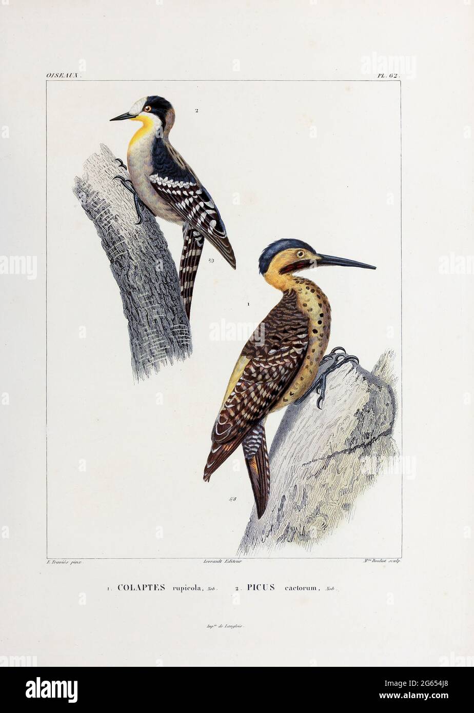 Woodpecker et scintillement andin, illustration du XIXe siècle Banque D'Images