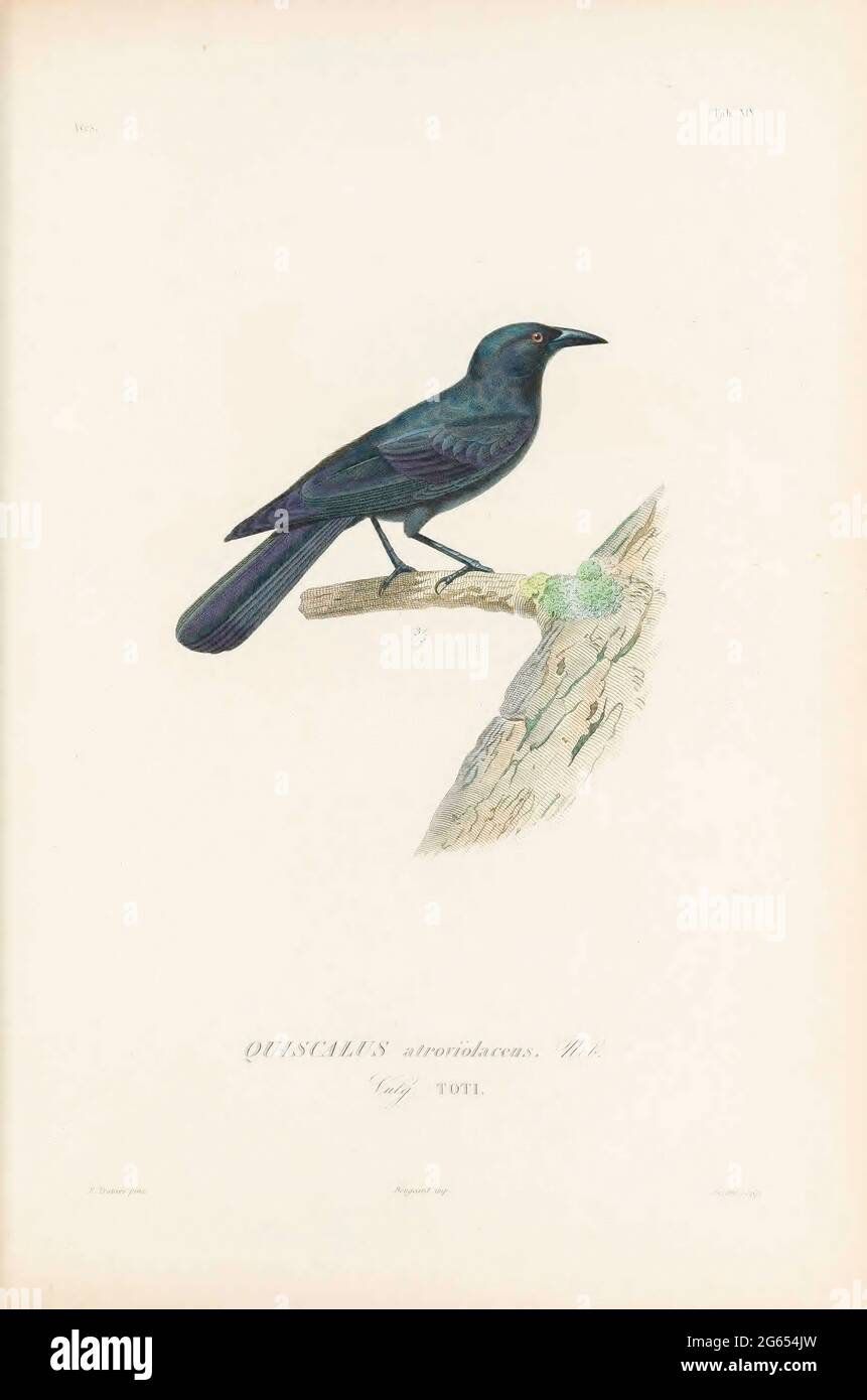 Cuba blackbird, illustration Banque D'Images
