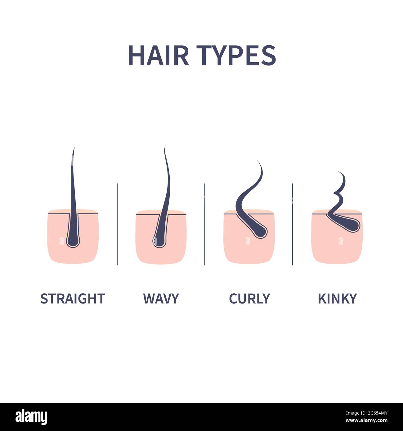 Types de cheveux, illustration Banque D'Images