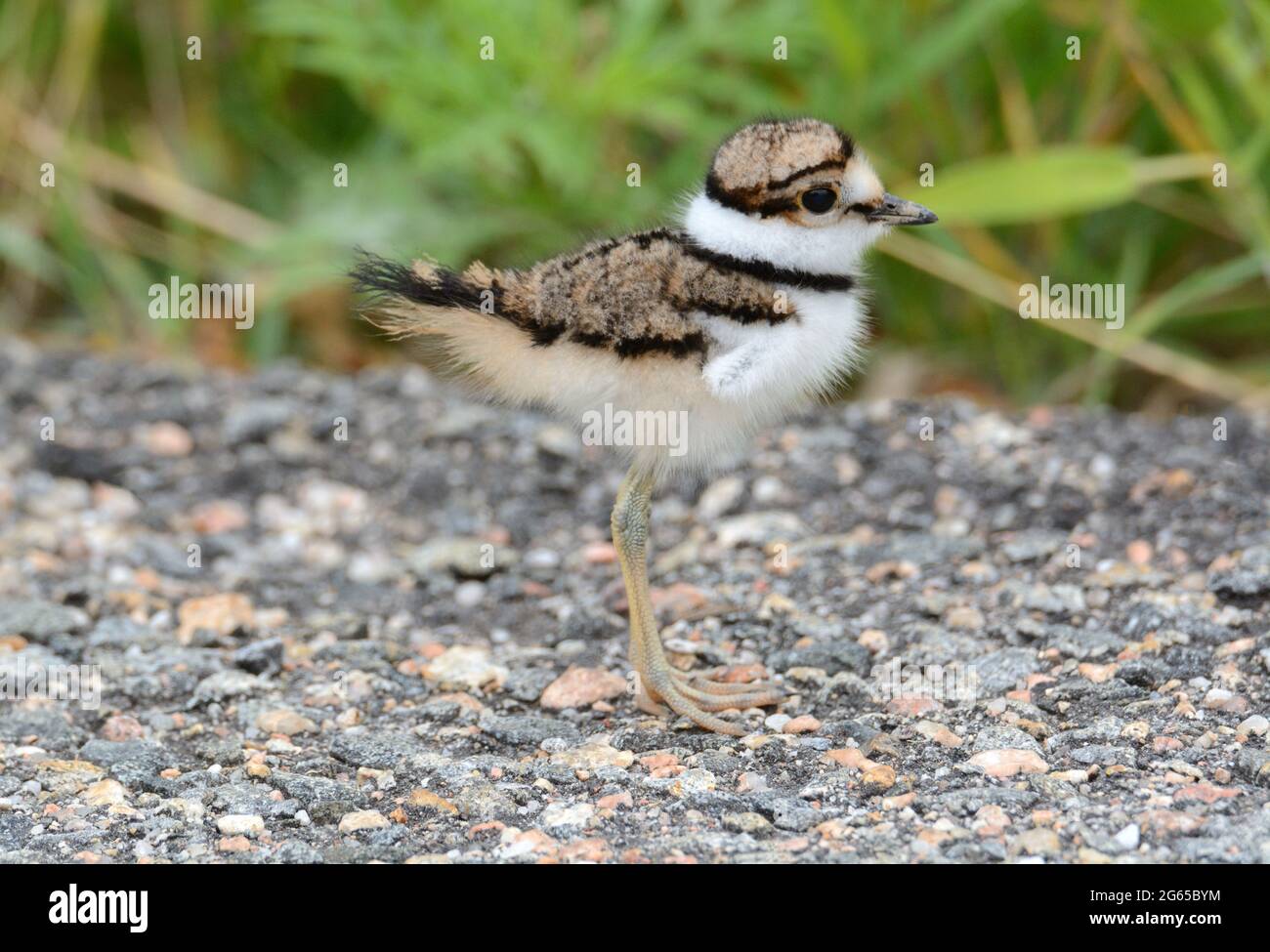 Bébé killdeer oiseau ou Charadrius vociferus si jeune que l'aile est petit pied debout sur la route à côté des plantes vertes Banque D'Images