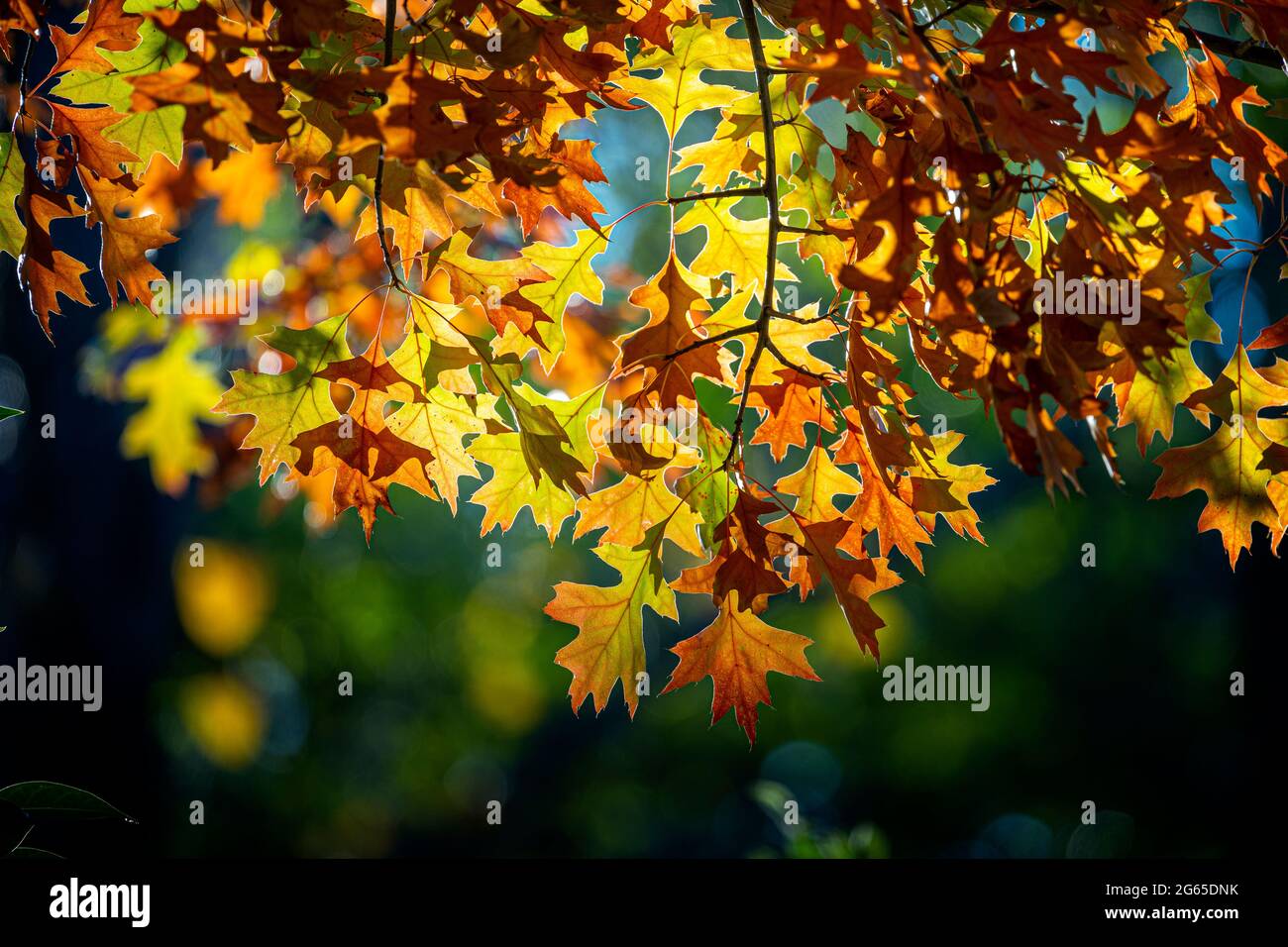 Gros plan de feuilles d'automne colorées. Glen Innes, Nouvelle-Galles du Sud, Australie Banque D'Images