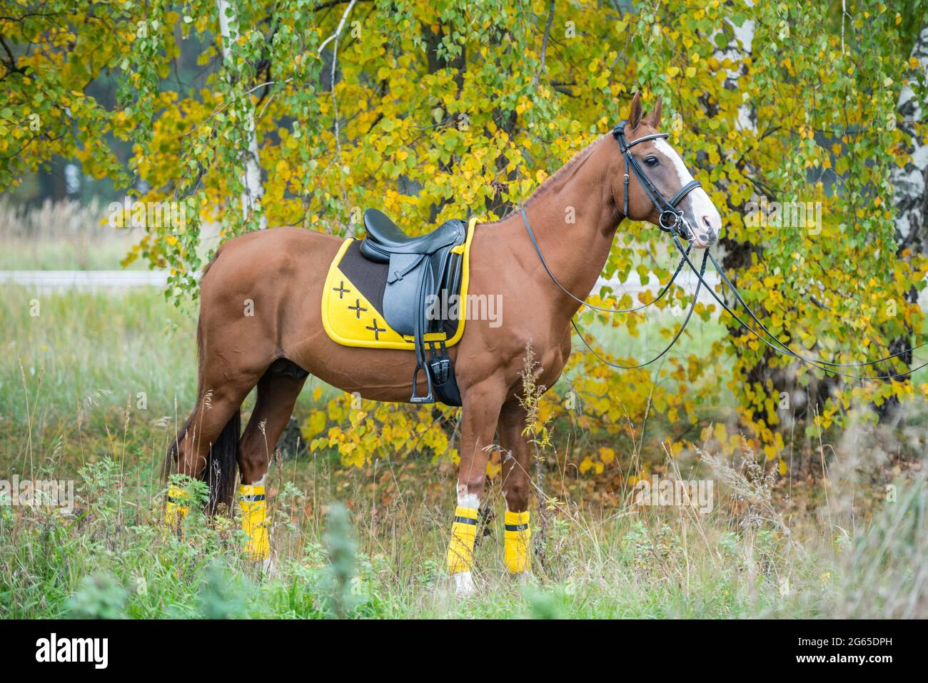 Un cheval rouge attristé avec un tissu jaune de selle et des bandages se  tient dans un champ de haute herbe sur le fond de l'automne birches avec  jaune-vert Photo Stock -