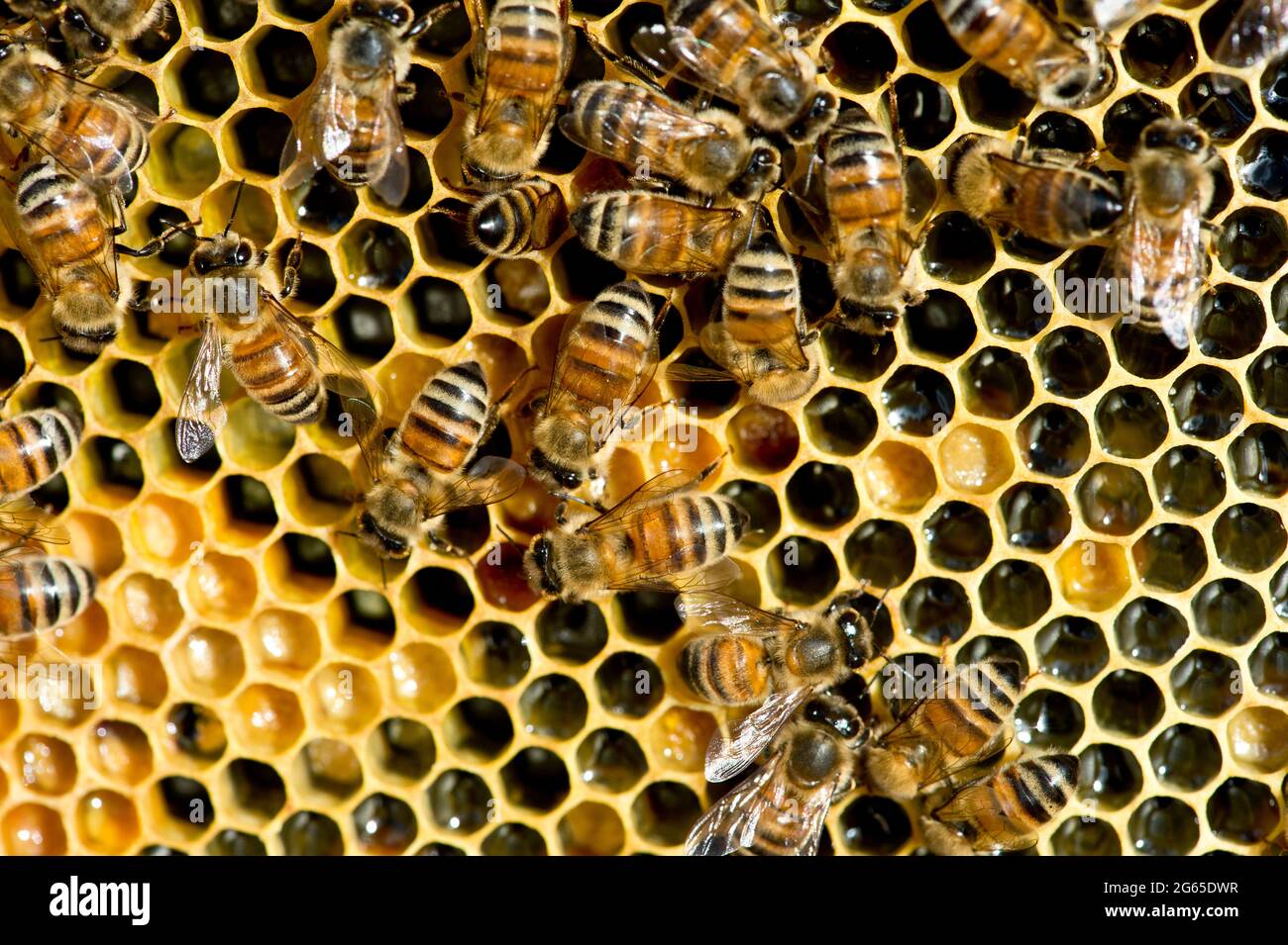 Abeilles (APIs mellifera) sur un cadre en nid d'abeille à l'intérieur d'une ruche dans le sud-ouest de l'Idaho. Banque D'Images