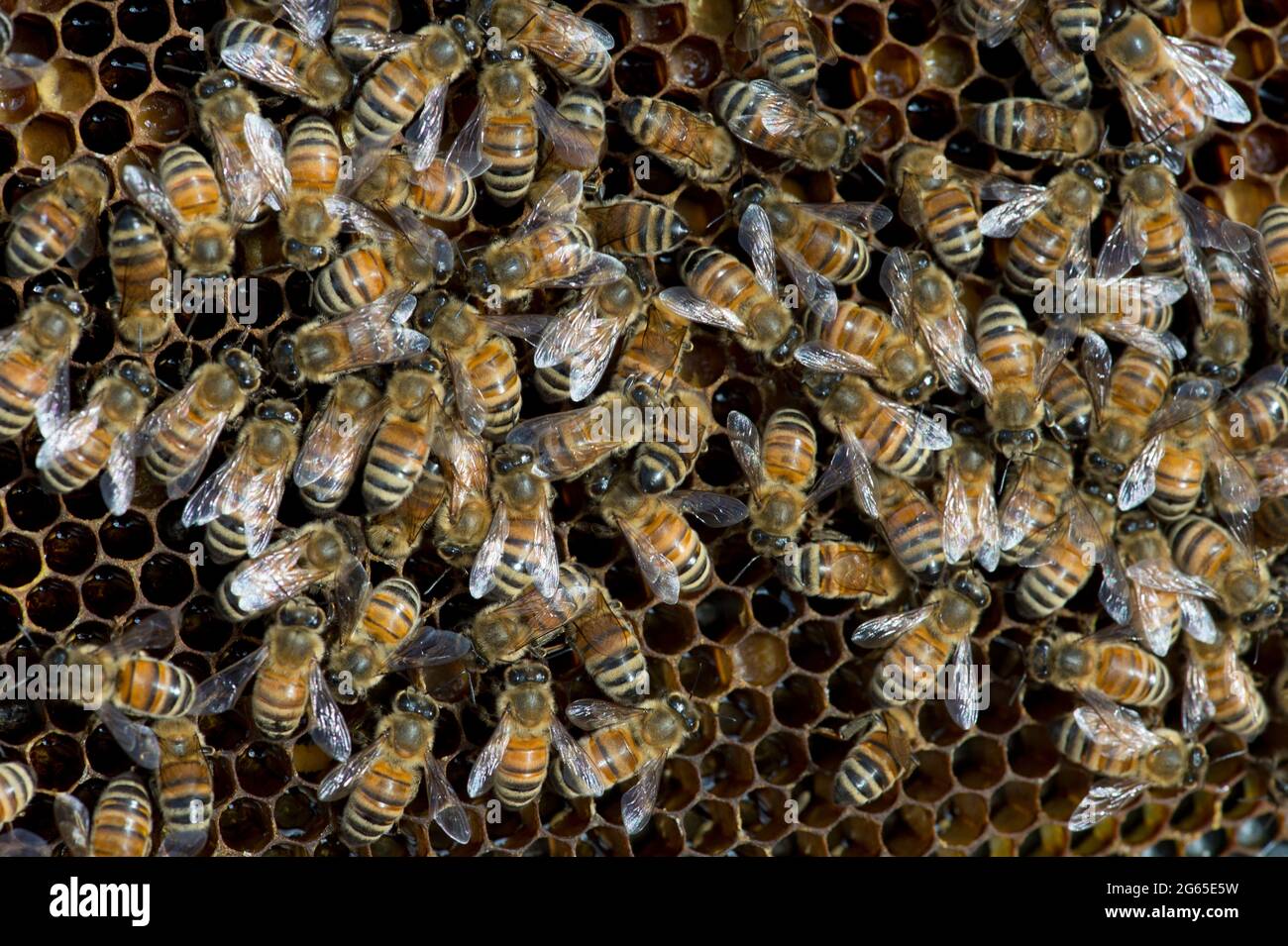 Abeilles (APIs mellifera) sur un cadre en nid d'abeille à l'intérieur d'une ruche dans le sud-ouest de l'Idaho. Banque D'Images