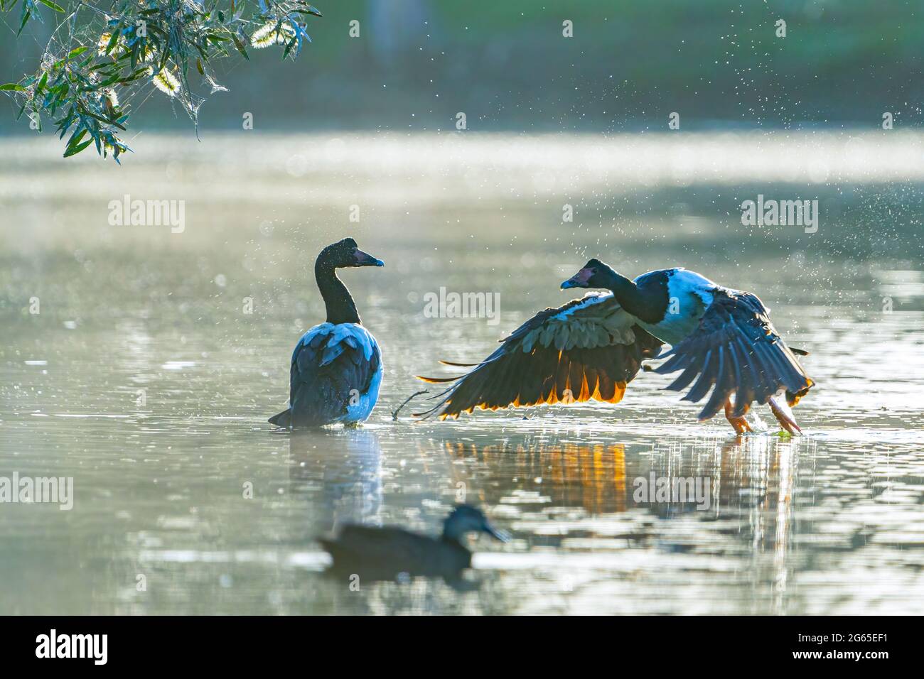 L'oie de Magpie (Anseranas semipalmata) s'envole du trou d'eau. Burrum Heads, Queensland, Australie Banque D'Images