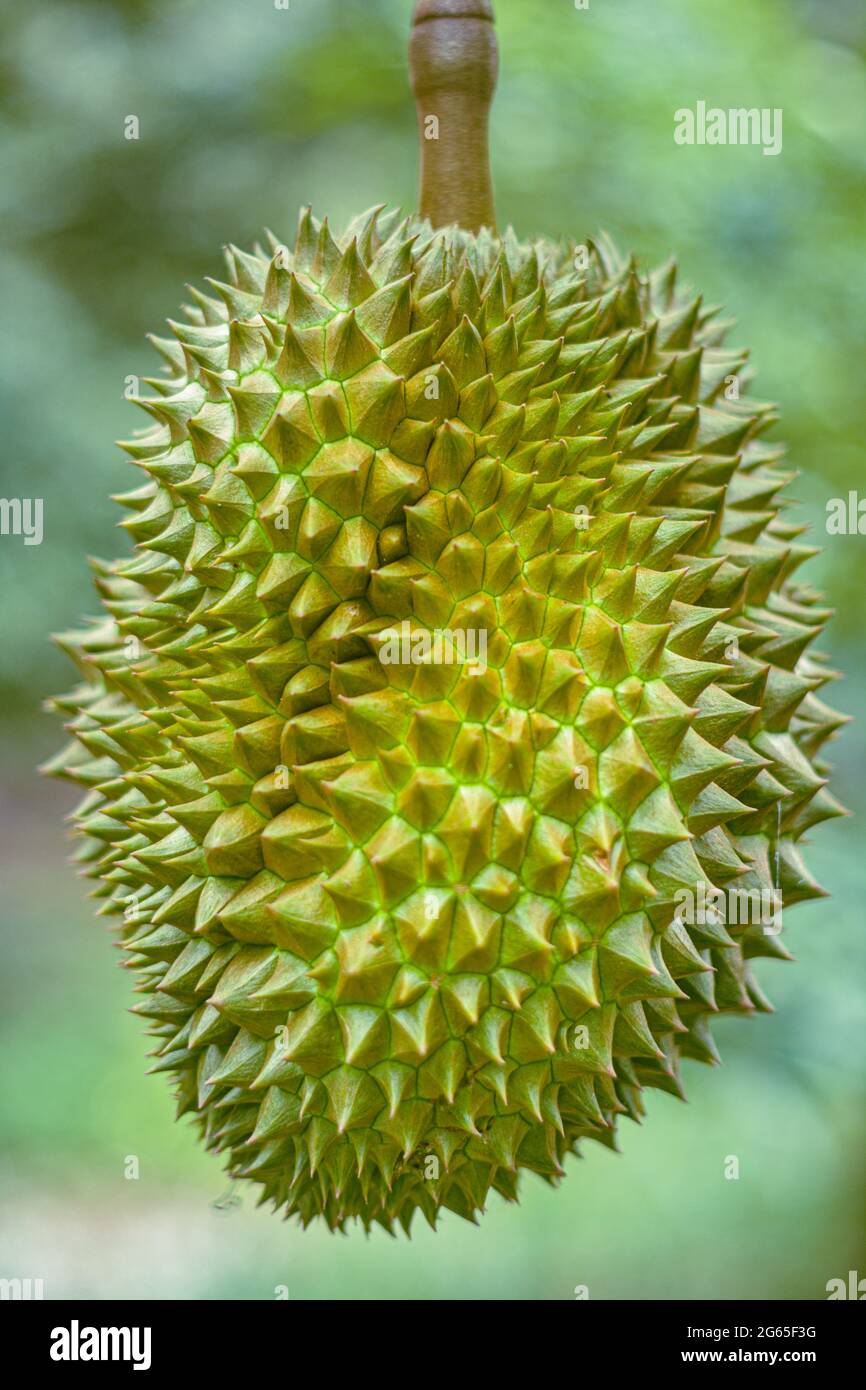 Durian le roi des fruits.fruits tropicaux.Ouraganique durian en Asie Banque D'Images