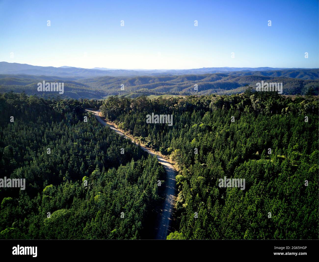 Photographie aérienne de la plantation de pins de Hoop dans la forêt d'État de Kalpowar Queensland Australie Banque D'Images