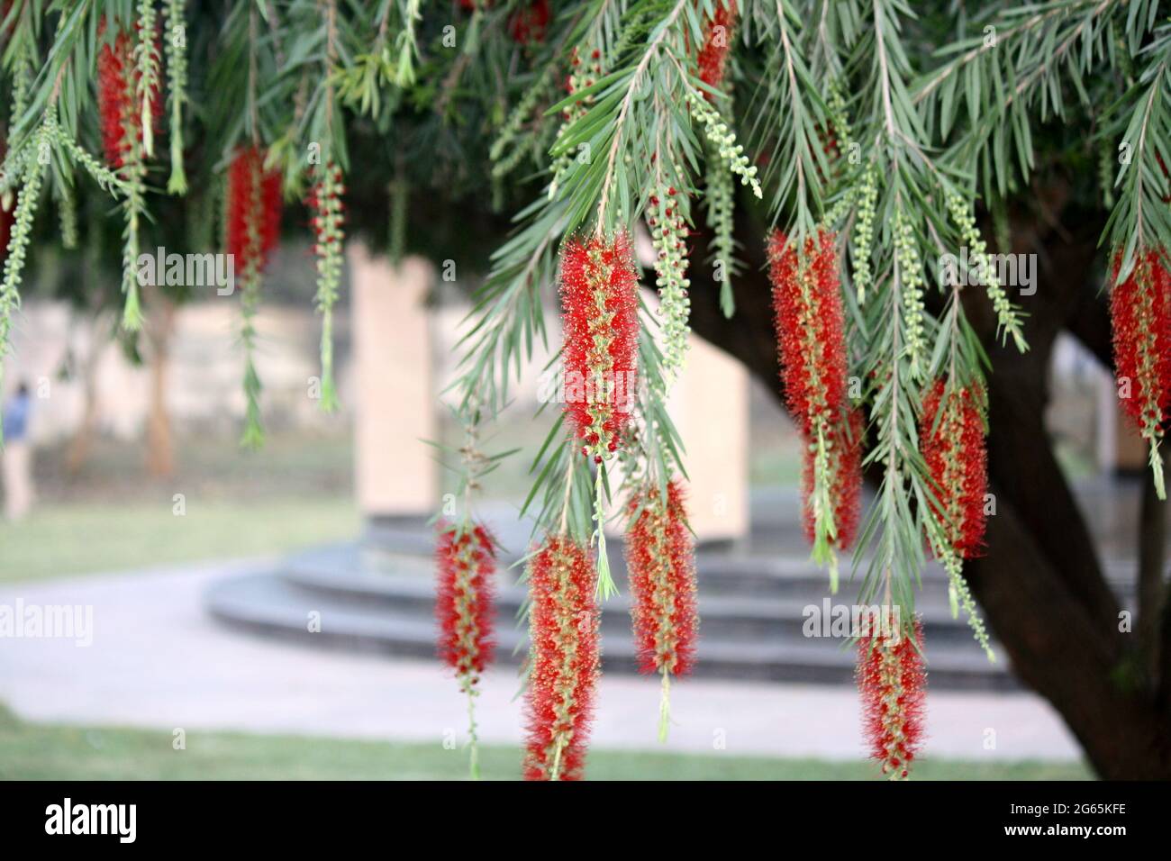 Brosse à fond (Melaleuca viminalis) dans un jardin Banque D'Images