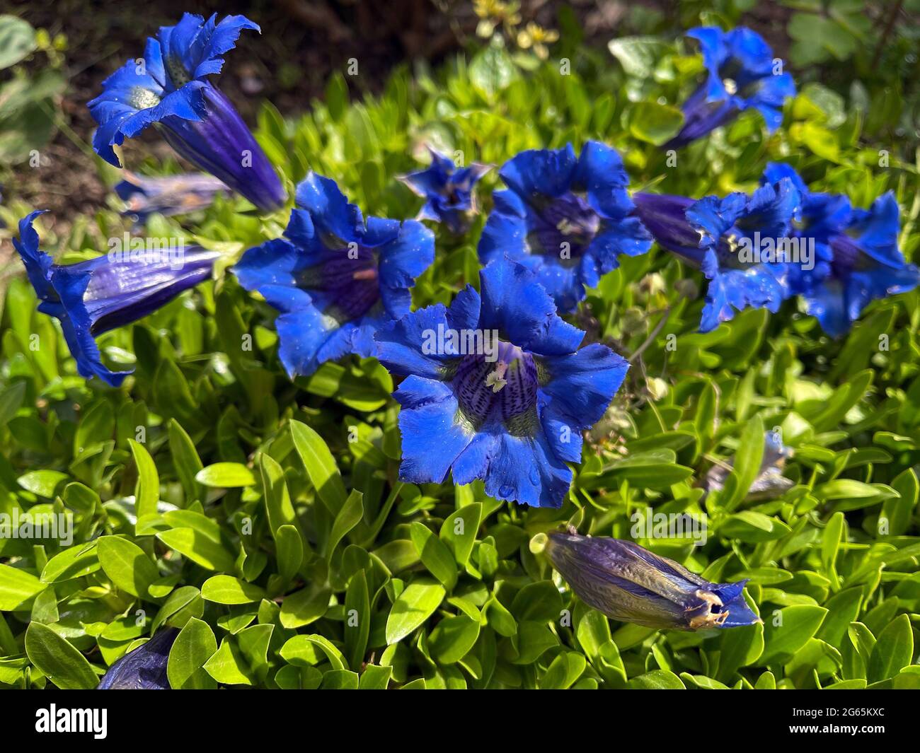 Enzian, Gentiana acaulis, der Silikat-Enzian stamtt aus den Gebirgen Mitteleuropas. Er ist eine tiefblau bluehende Staude, die in keinem Garten fehlen Banque D'Images