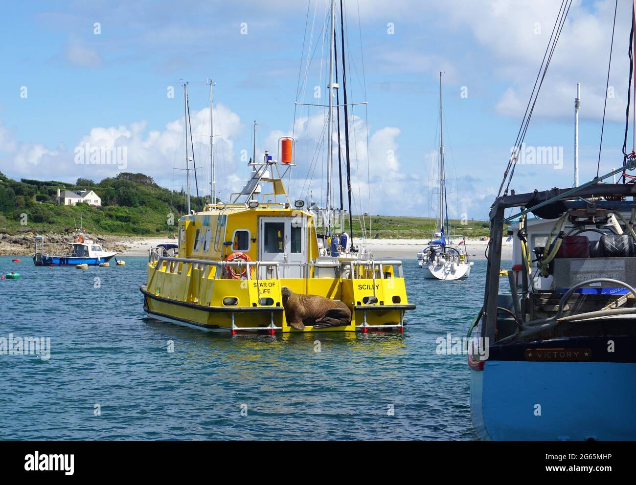Wally the Walrus nap on the Star of Life au port de St Mary, Isles of Scilly, Royaume-Uni Banque D'Images