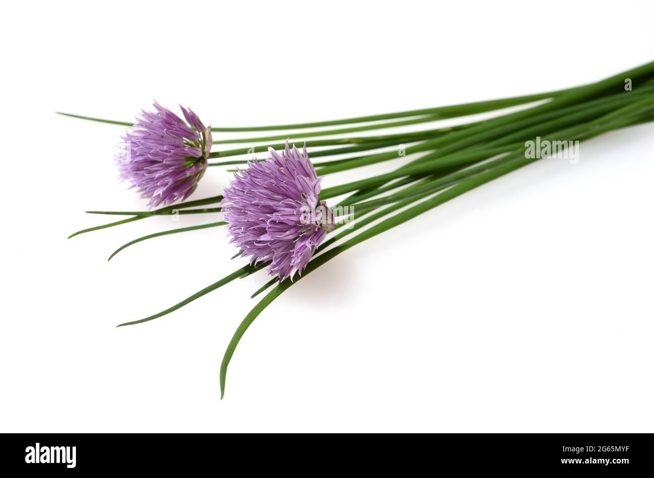 Schnittlauch, Allium schoenoprasum, ist eine wichtige Heil- und Medizinalpflanze. DAS Kuechenkraut wird auch in der Frankfurter Gruene Sosse verwendet Banque D'Images