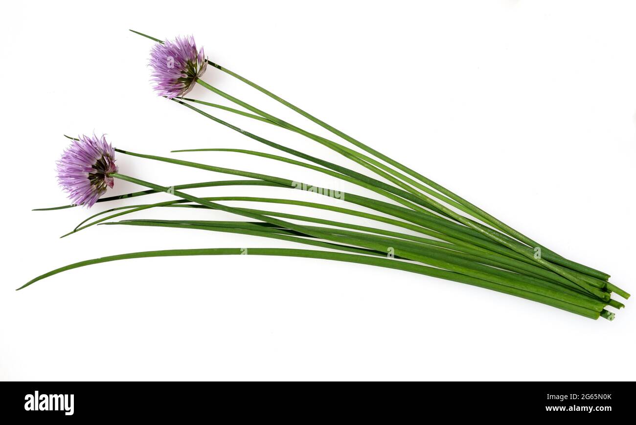 Schnittlauch, Allium schoenoprasum, ist eine wichtige Heil- und Medizinalpflanze. DAS Kuechenkraut wird auch in der Frankfurter Gruene Sosse verwendet Banque D'Images