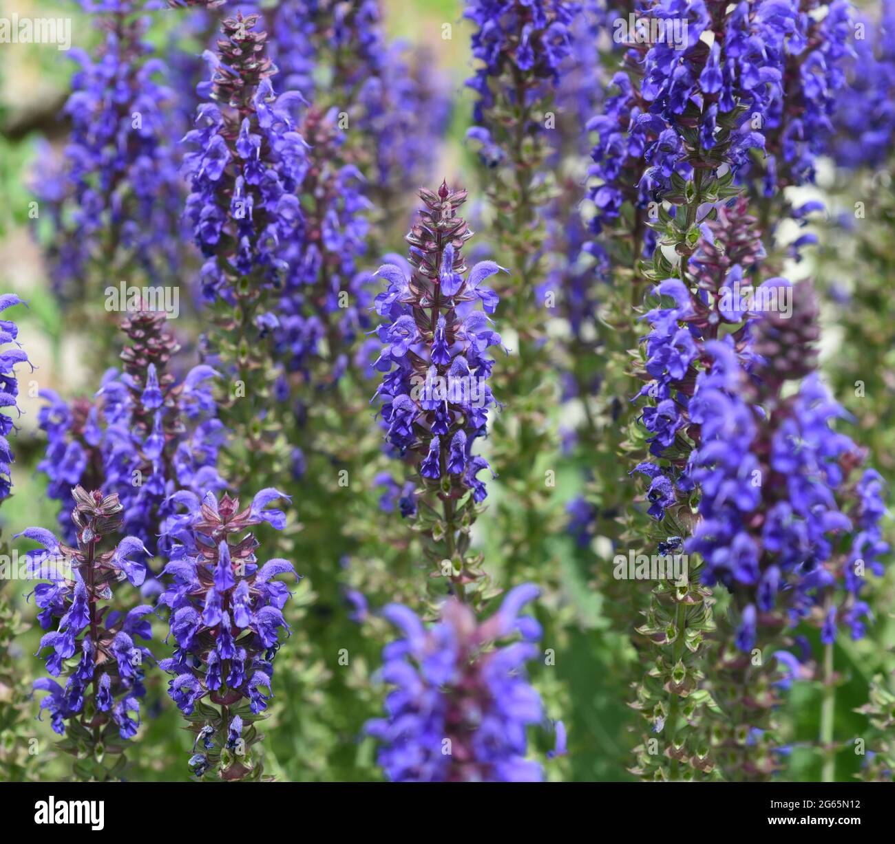 Steppensalbei, Salvia nemorosa ist eine attraktive, mit blauen Bluetoothen  versehene, Staudenpflanze für einen Steingarten. Steppe sage, Salvia  nemorosa Photo Stock - Alamy