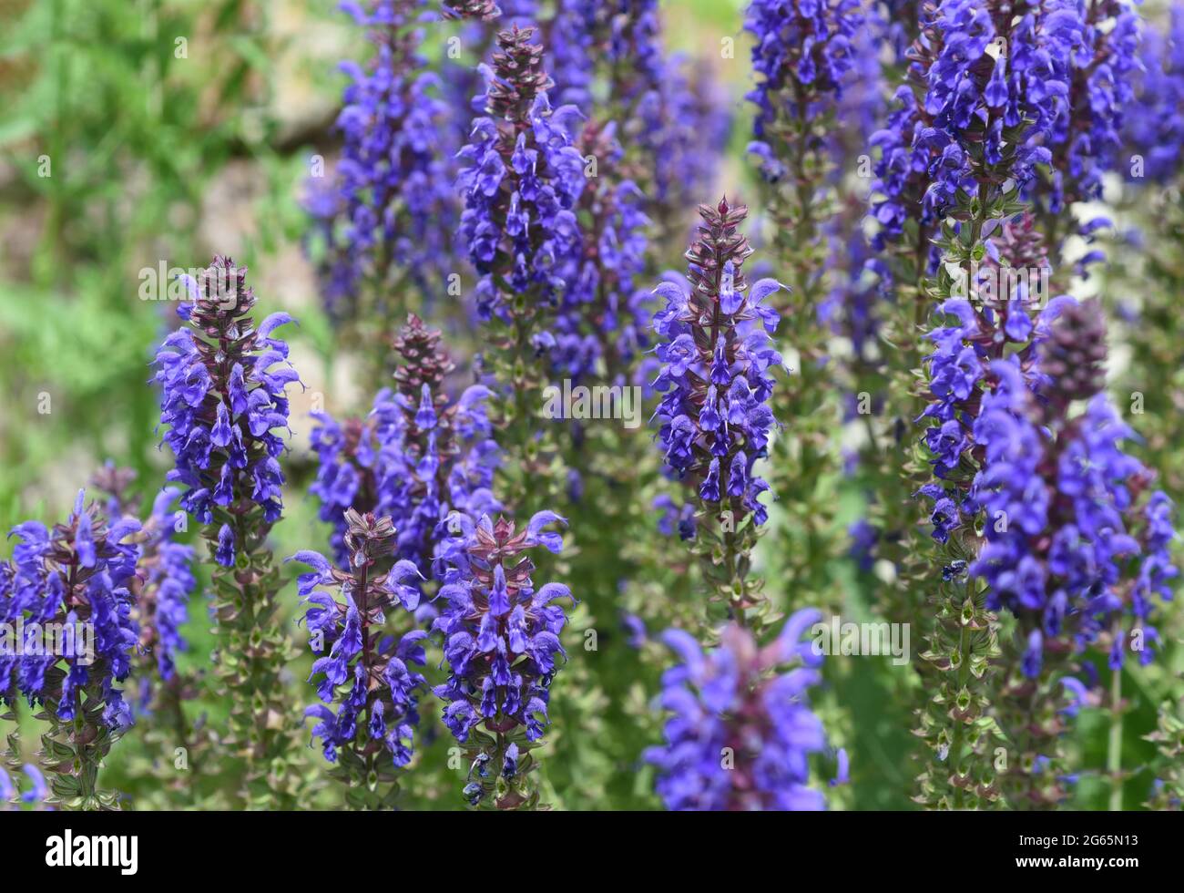 Steppensalbei, Salvia nemorosa ist eine attraktive, mit blauen Bluetoothen versehene, Staudenpflanze für einen Steingarten. Steppe sage, Salvia nemorosa, Banque D'Images