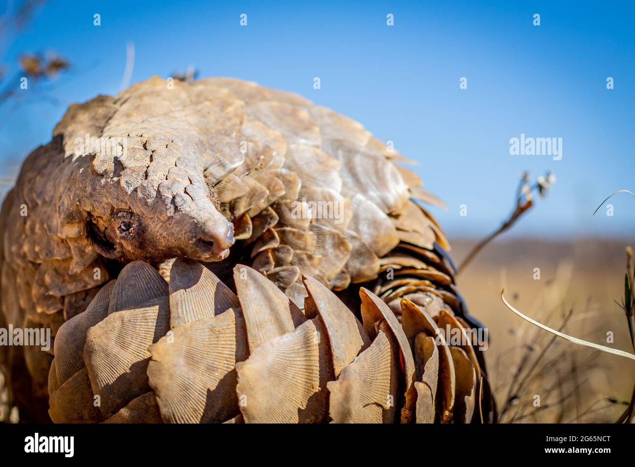 Pangolin de terre roulant dans l'herbe dans le WGR, Afrique du Sud. Banque D'Images