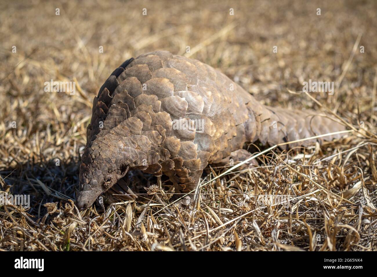 Pangolin de terre rampant dans la brousse dans le WGR, Afrique du Sud. Banque D'Images