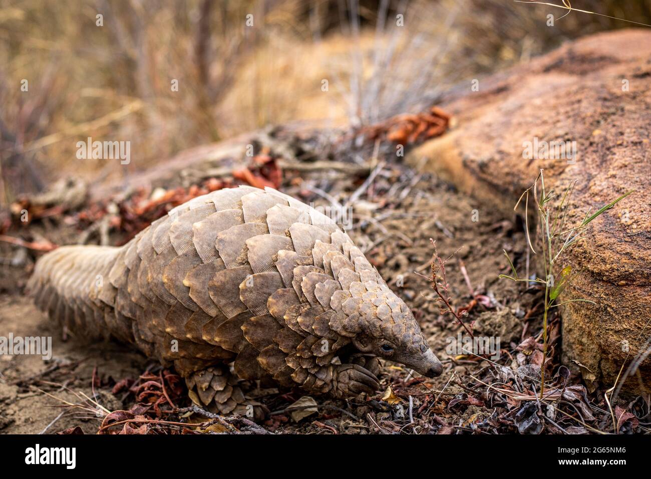 Pangolin de terre rampant dans la brousse dans le WGR, Afrique du Sud. Banque D'Images