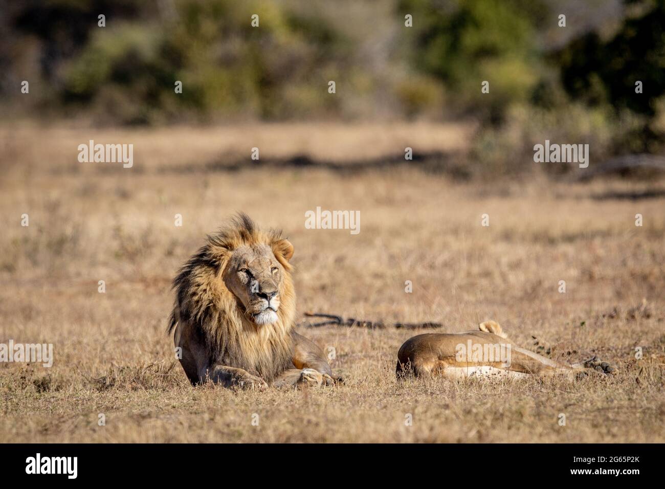 Couple de Lion d'accouplement dans l'herbe dans le WGR, Afrique du Sud. Banque D'Images