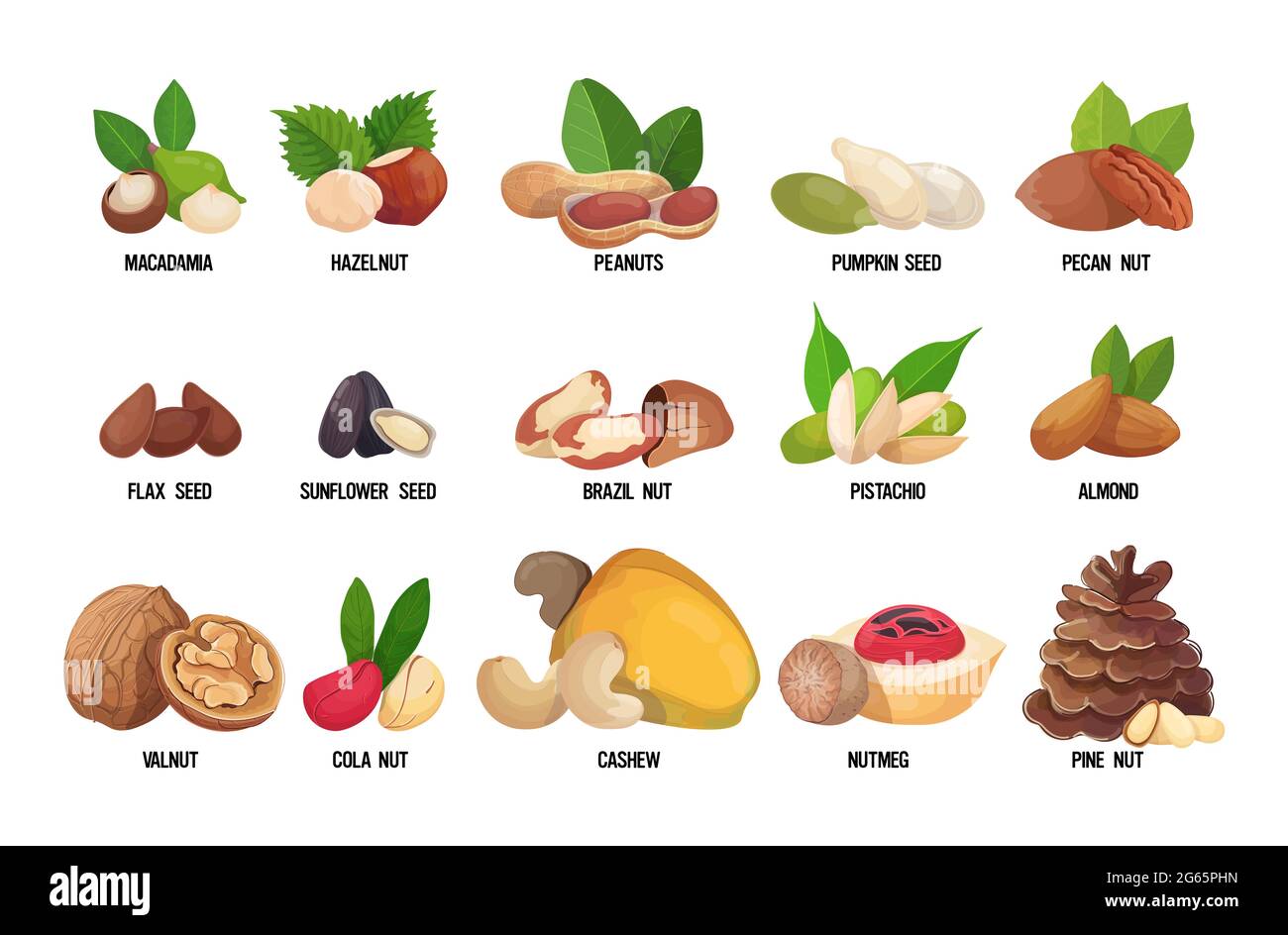 ensemble de noix et de graines nommées isolées sur fond blanc concept de nourriture végétarienne saine horizontale Illustration de Vecteur
