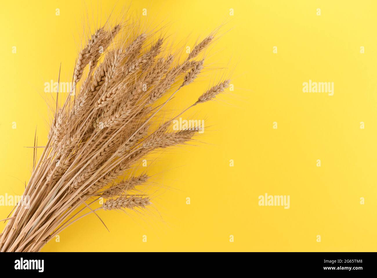 Épis de blé isolés sur fond jaune, motif graphique pour illustrations, étiquette, accueil. Copier l'espace Banque D'Images