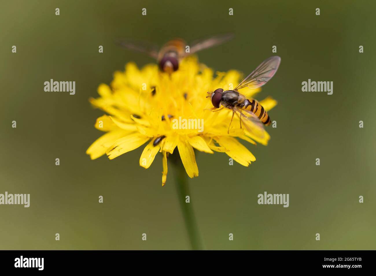 Marmelade à la mouche Episyrphus balteatus volant ou fourrager sur la fleur Banque D'Images