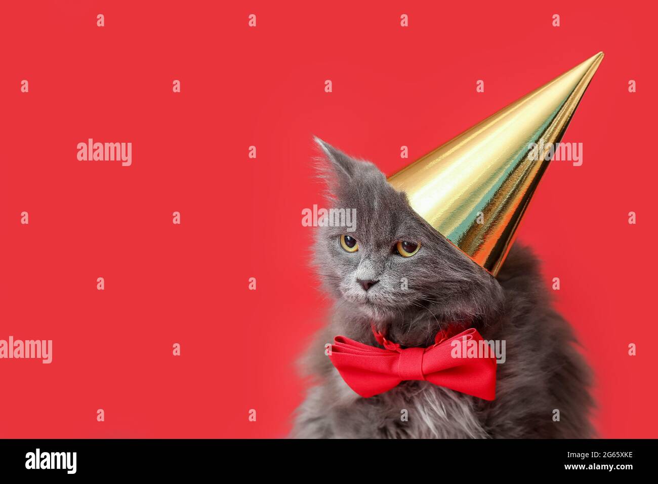 Chat Au Chapeau D Anniversaire Banque D Image Et Photos Page 3 Alamy