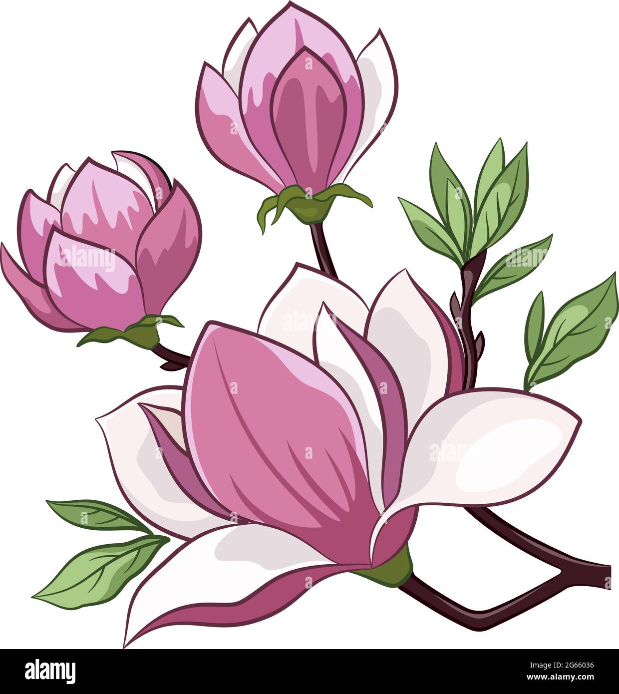 Branche d'un arbre de Magnolia en fleurs printanières fleurs isolées sur un fond blanc. Vecteur Illustration de Vecteur