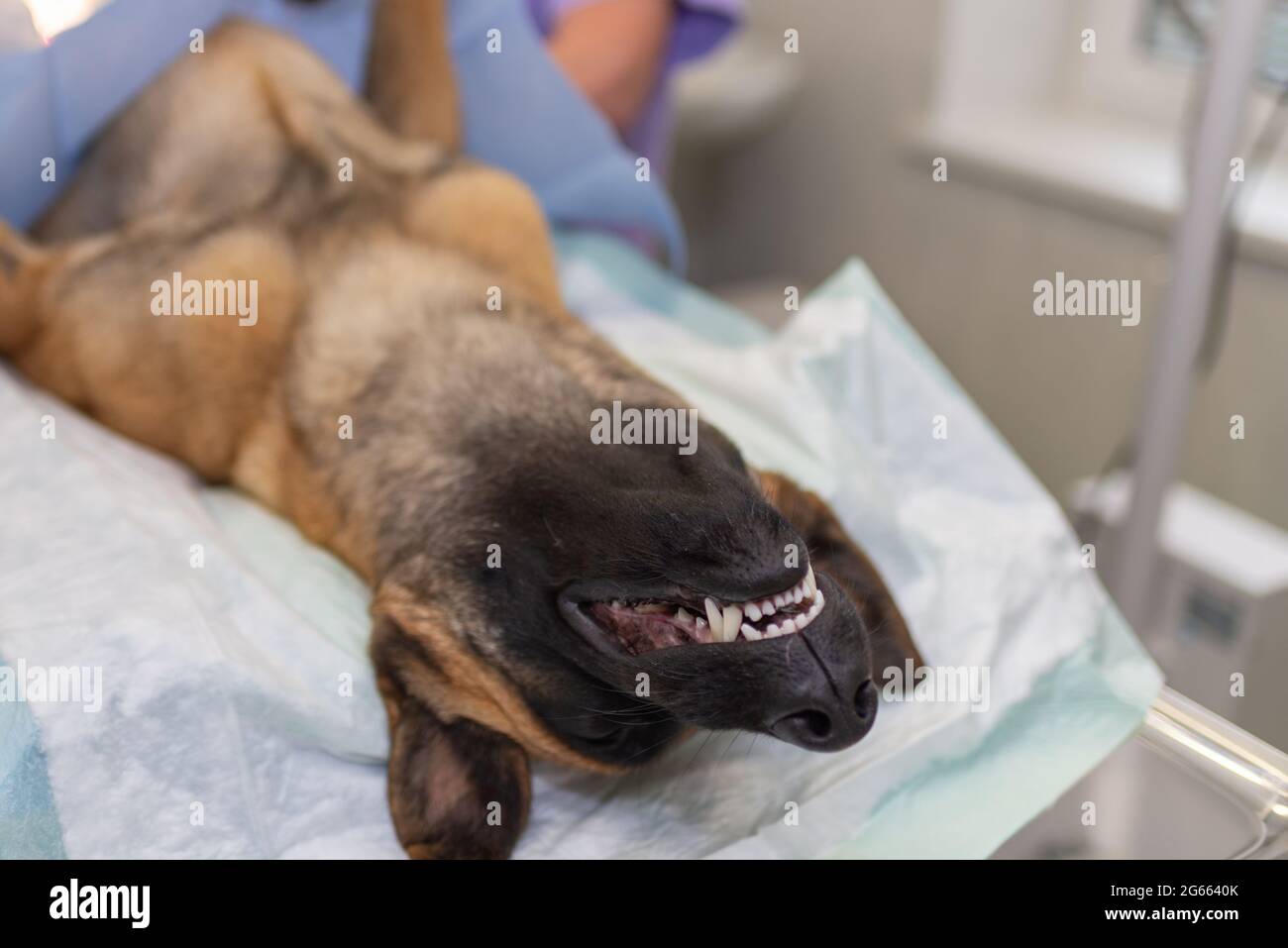 Chien sous anesthésie pendant la chirurgie dans une clinique vétérinaire.le berger allemand est anesthésié. Concept vétérinaire.gros plan. Banque D'Images