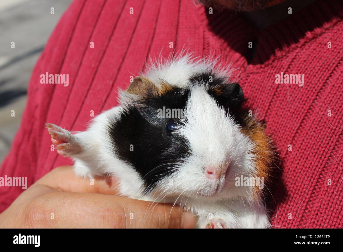 Un chat portant une chemise à col Photo Stock - Alamy