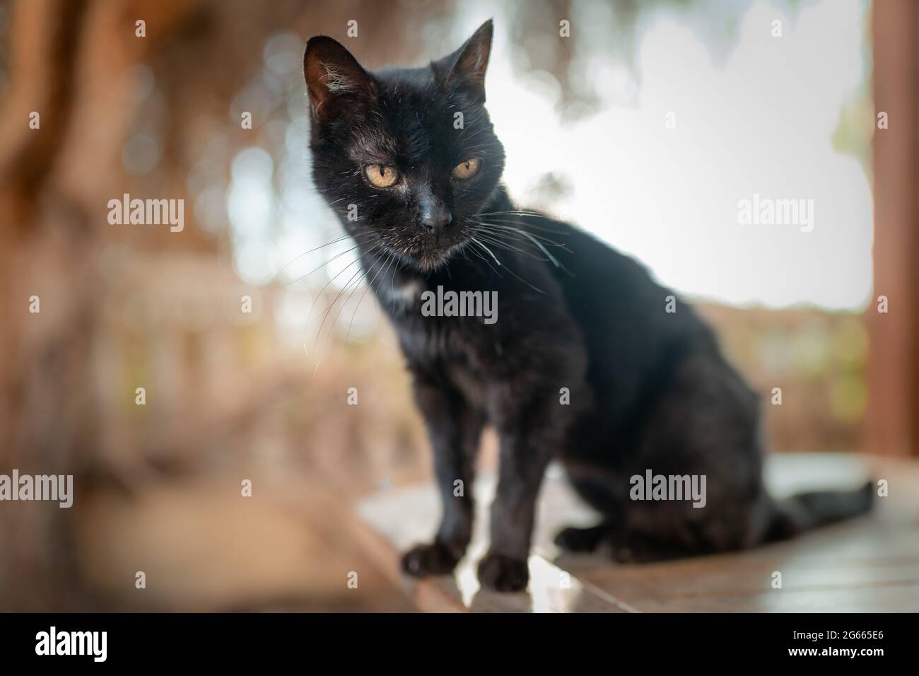 Chat Noir Avec Des Yeux Jaunes Assis Sur Une Table Dans Le Jardin Photo Stock Alamy
