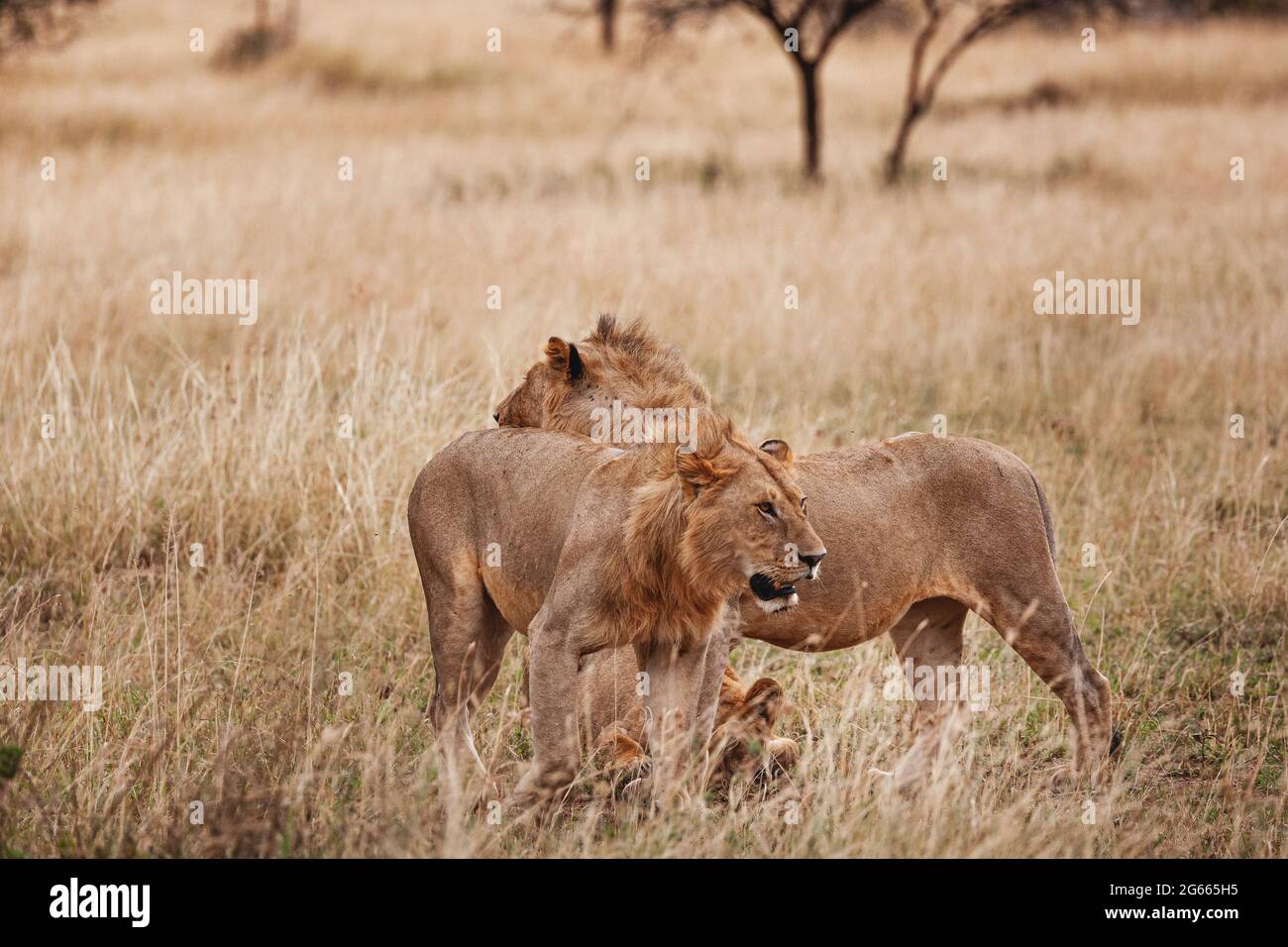 Animaux sauvages - jeunes lions de sexe masculin fiers du Parc national du Serengeti, Tanzanie Banque D'Images
