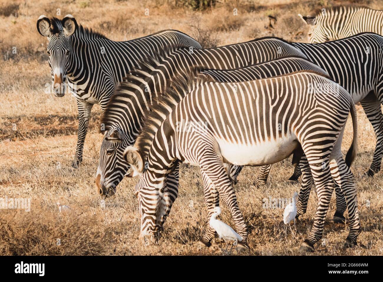 Groupe de zèbres de Grevy dans la réserve nationale de Samburu, au nord du Kenya Banque D'Images