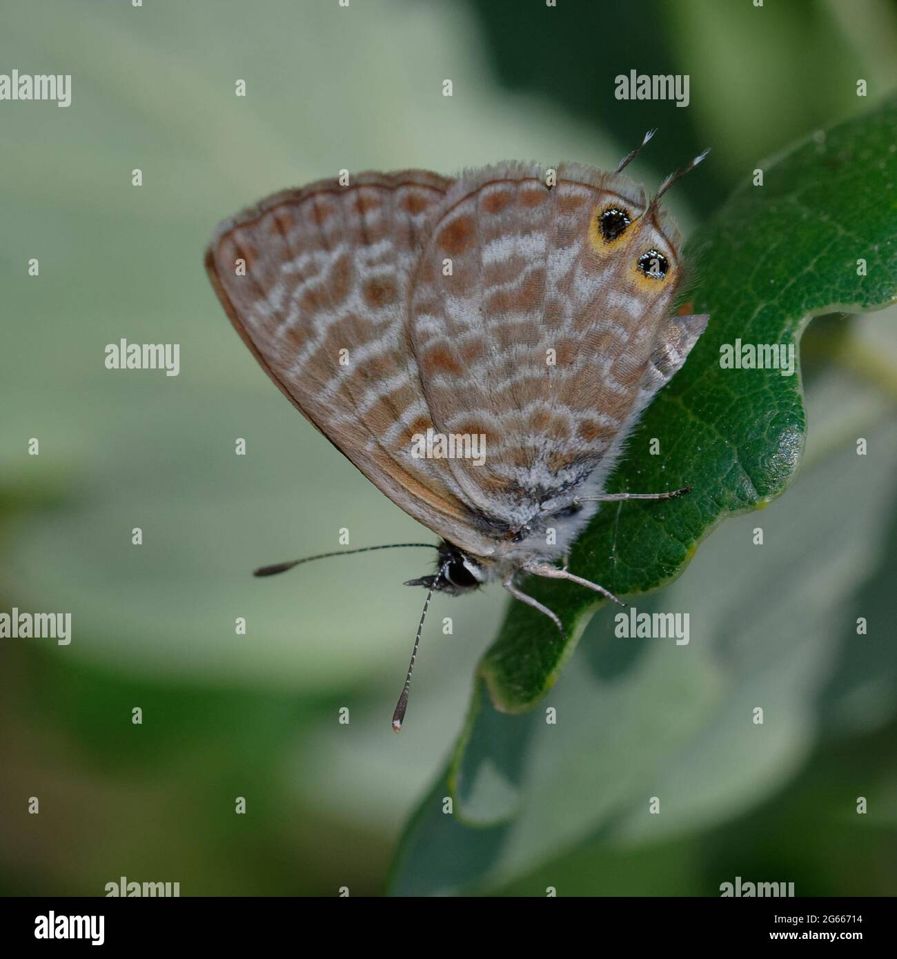 Bleu à queue courte de Lang ou bleu zébré commun (Leptotes piritthous) Banque D'Images