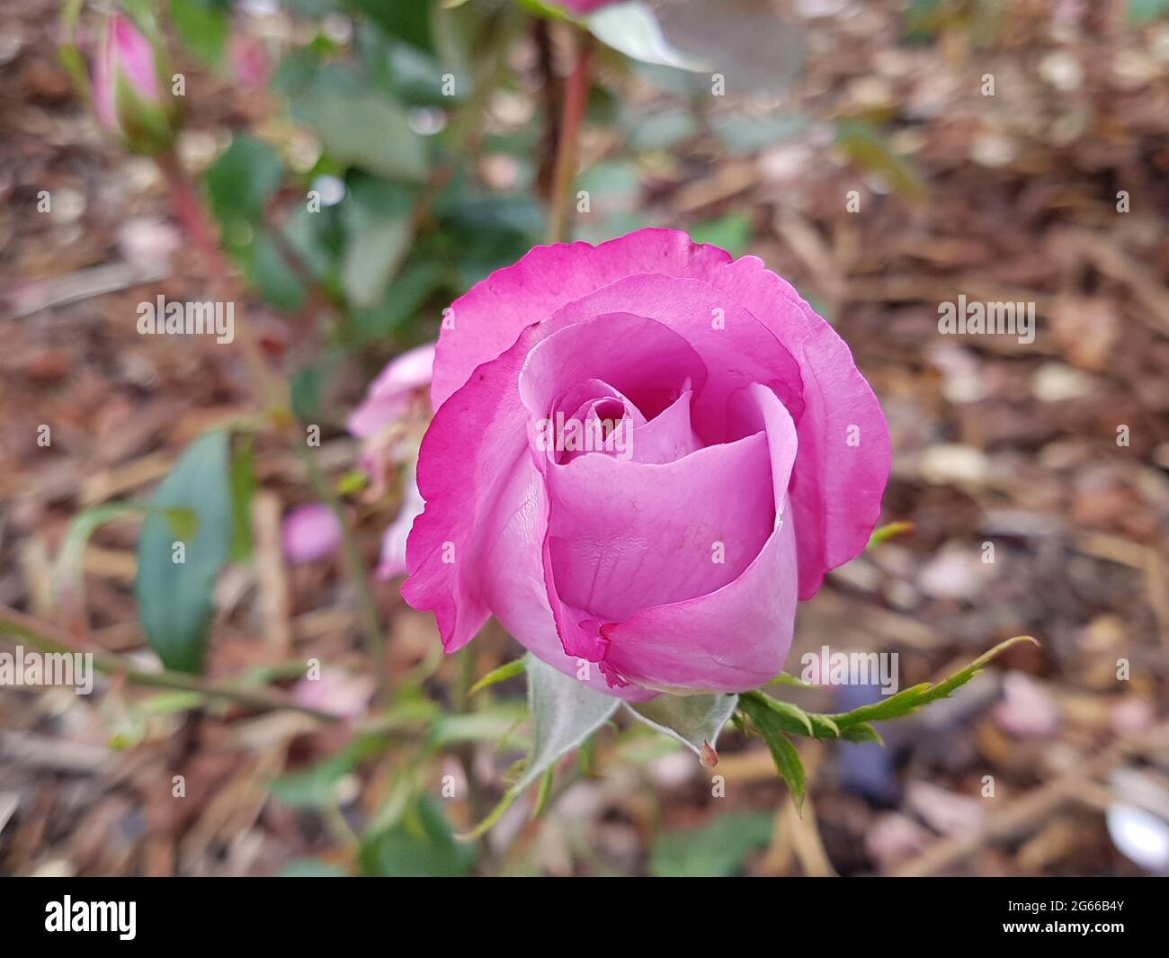 Rose frais Violet Rose fleur foie bleu Banque D'Images