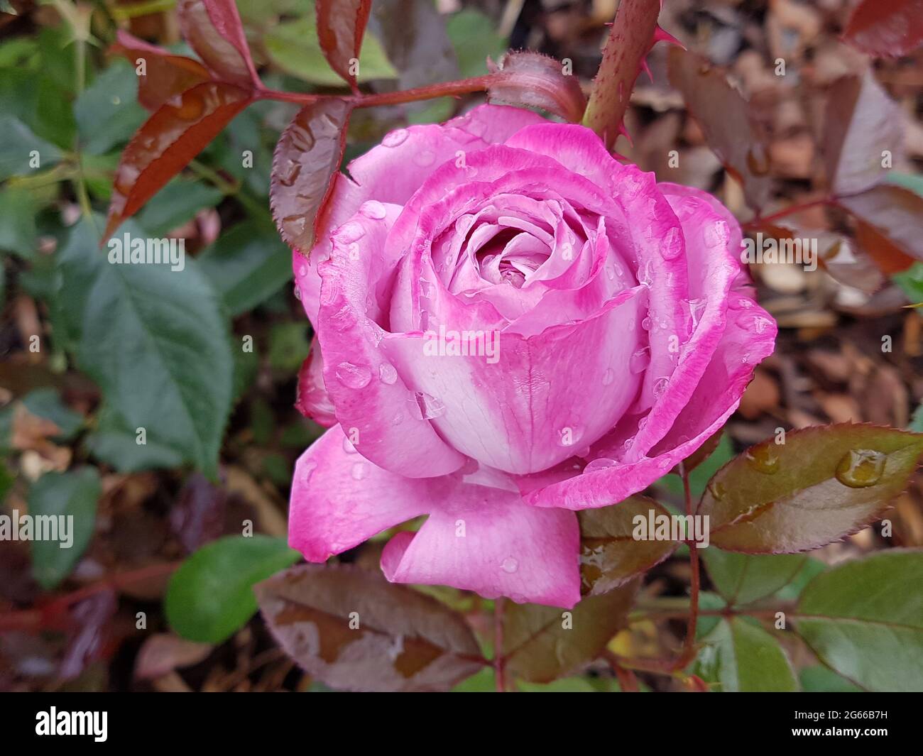 Rose Violet Rose fleur foie bleu avec gouttes d'eau Banque D'Images