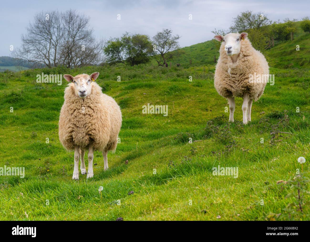 Troupeau de moutons sur Colmers Hill, Dorset, Angleterre Banque D'Images