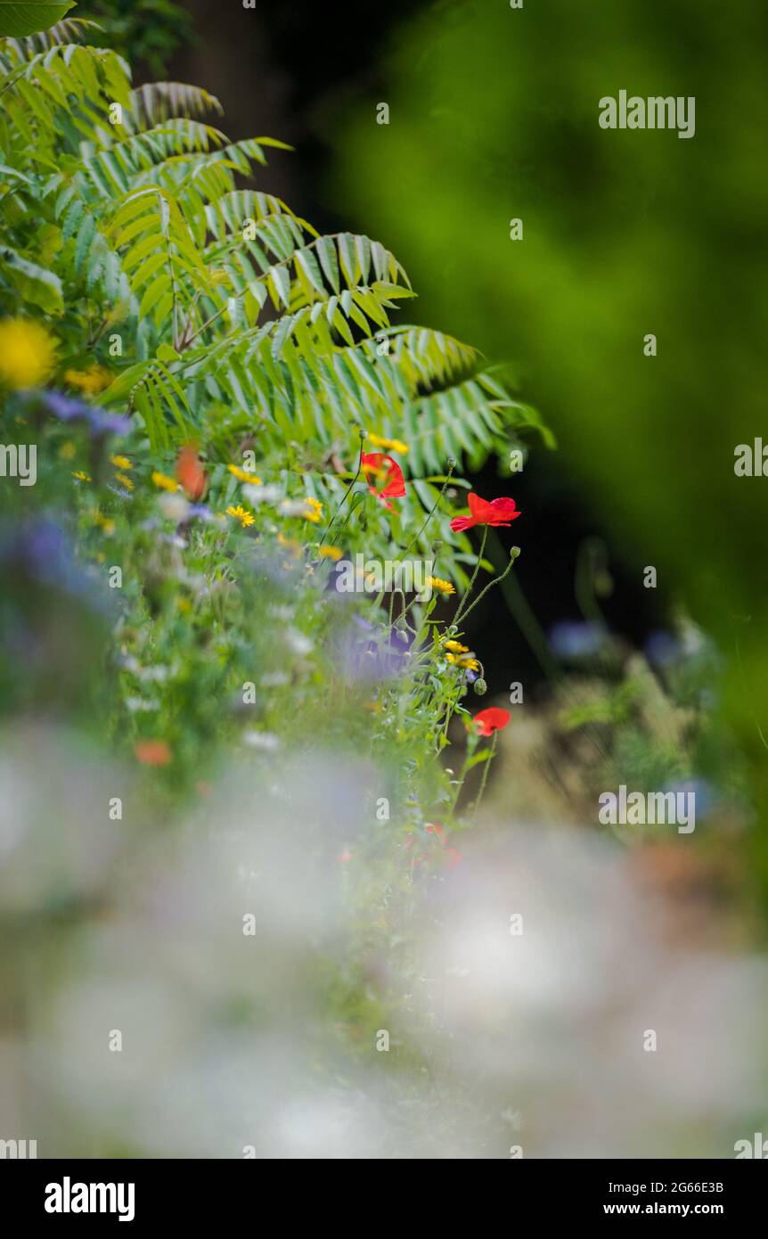 Coquelicots rouges, Lacy Phacelia, dasies d'Oxeye et fleurs sauvages de maïs Marigold. Banque D'Images