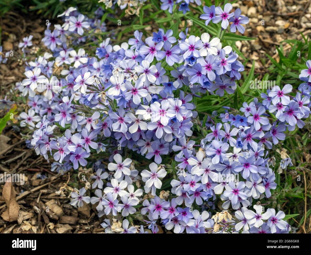 Joli petit fleur bleue Phlox dans un jardin de rochers Banque D'Images