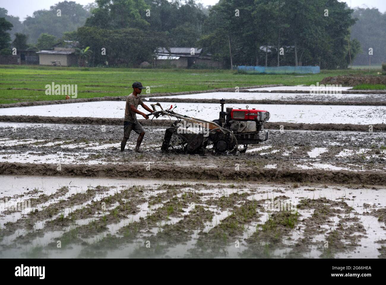 Guwahati, Guwahati, Inde. 3 juillet 2021. Un jeune labourer son territoire agricole pour la cutivation des appâtements de riz dans le district de Baksa d'Assam Inde le samedi 3 juillet 2021.la saison de culture du riz a commencé dans l'État d'Assam de juin à août crédit: Dasarath Deka/ZUMA Wire/Alay Live News Banque D'Images