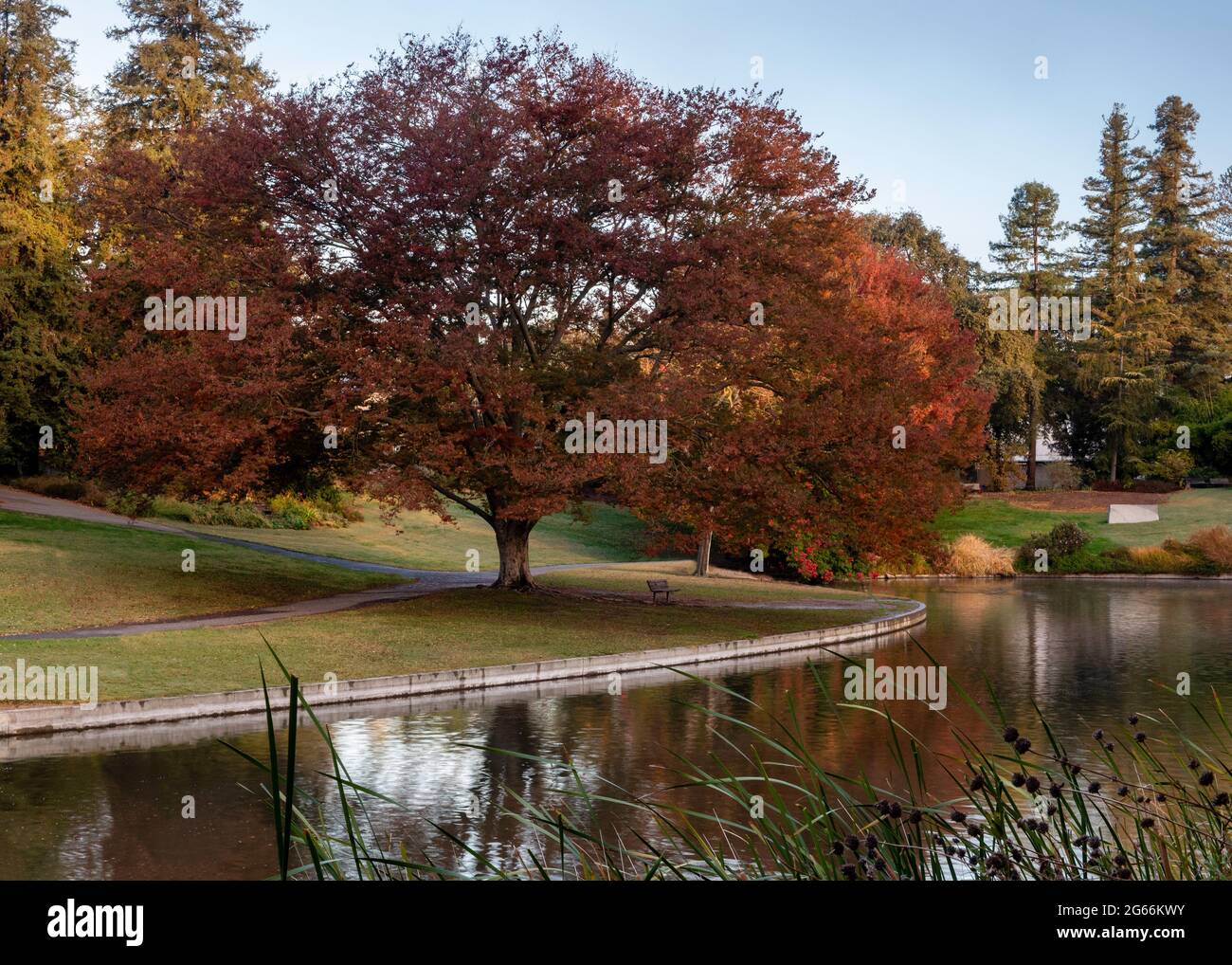 Arbre coloré à l'arboretum de l'UC Davis à l'automne se reflétant sur le lac Spafford, la couleur prédominante est le rouge Banque D'Images