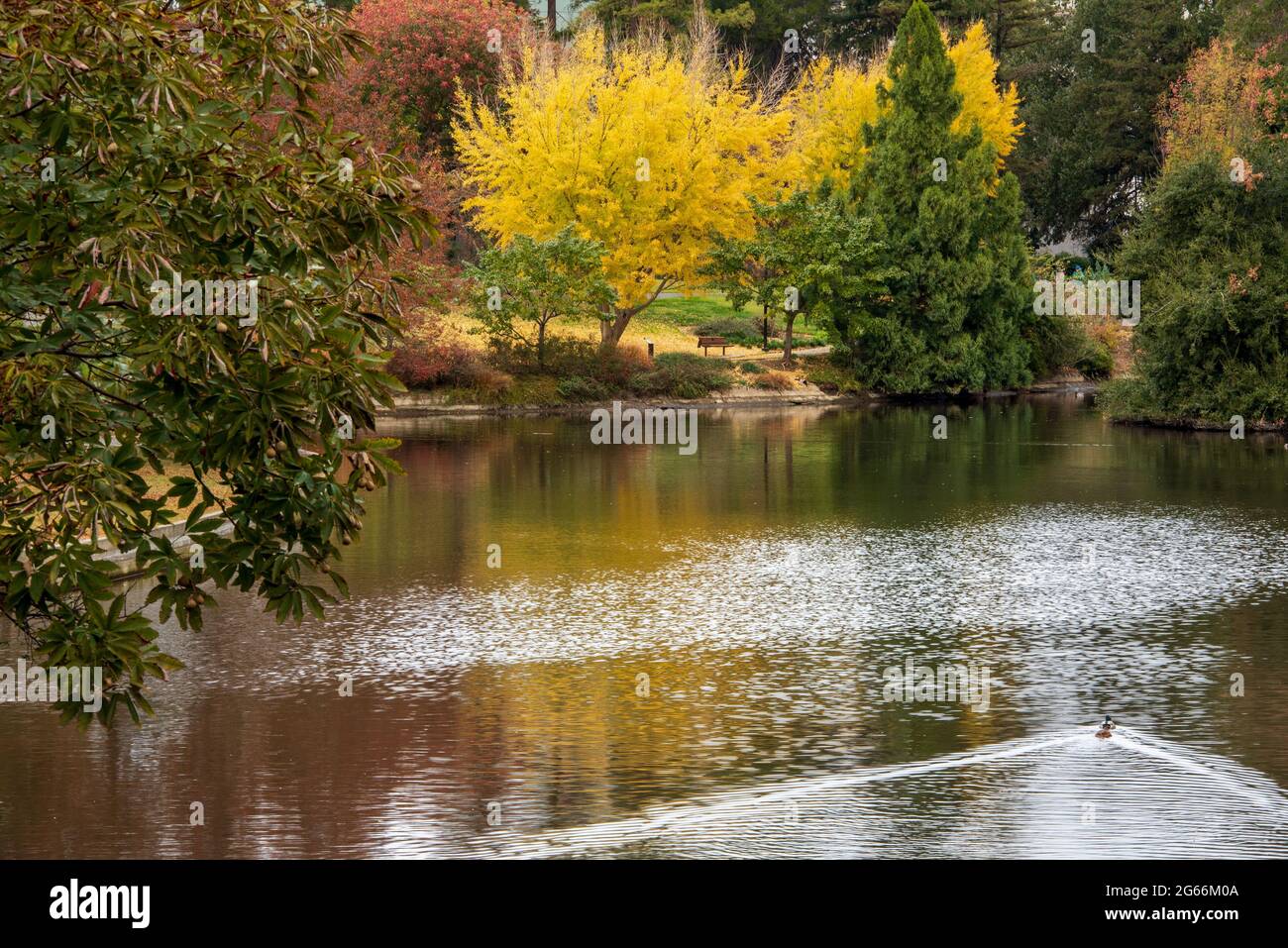 Arbre coloré à l'arboretum UC Davis à l'automne se reflète sur le lac Spafford, avec un arbre jaune de ginkgo biloba Banque D'Images